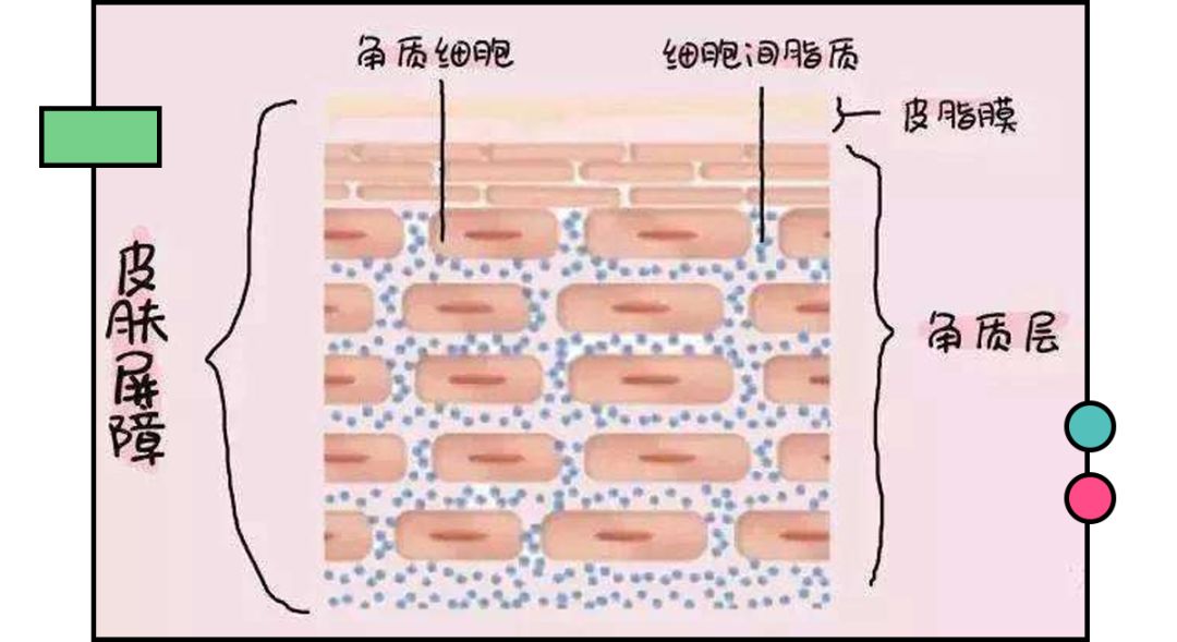 是由 皮脂膜,角质层角蛋白,脂质组成