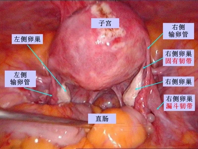 女性生殖器(七)卵巢的倾诉:我是你生命中的小美好