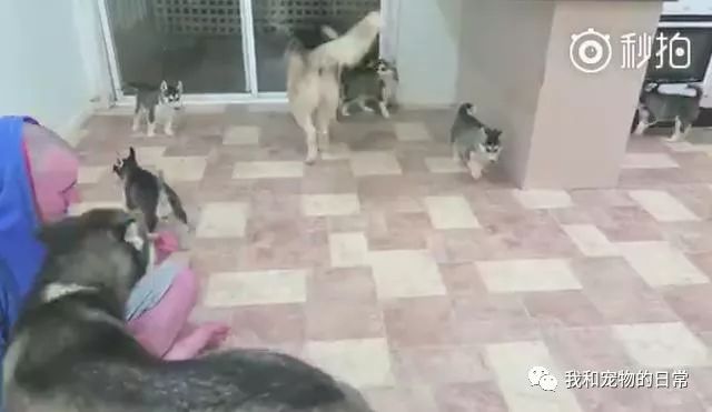 哈士奇一次生了9個小奶狗，網友：這大概就是家徒四壁了吧！ 萌寵 第2張