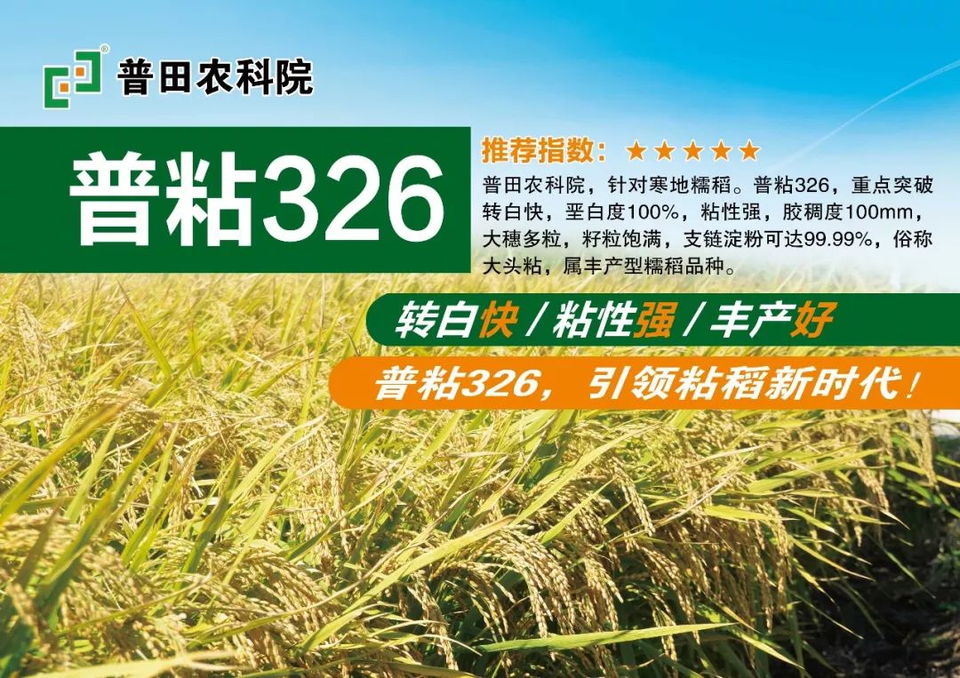 2019年黑稻,粘稻,长粒, 如何选种子?