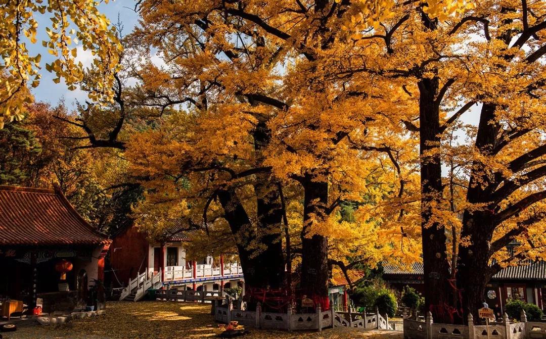 大美鲁山▏文殊寺银杏树