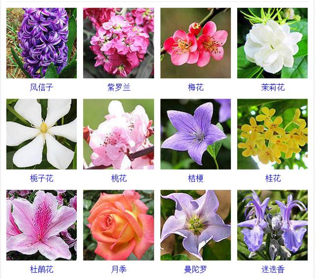 花的品种描写