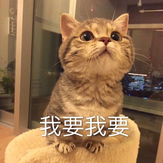 搞笑的猫咪表情包31张,拿去折腾男朋友吧!