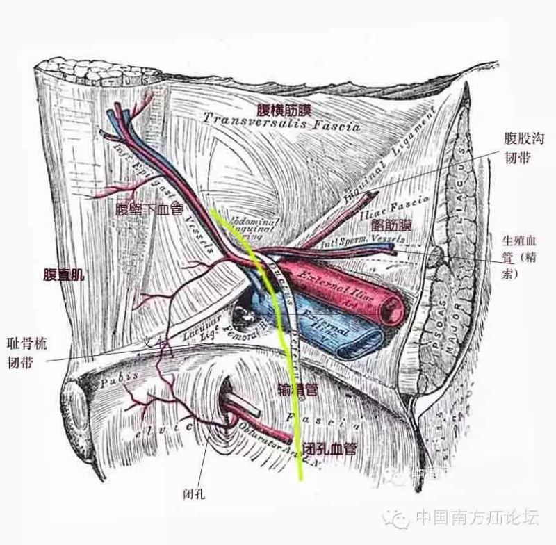 从膀胱底部后方,由中间向外上走行,跨过cooper 韧带进入内环口,腹腔镜