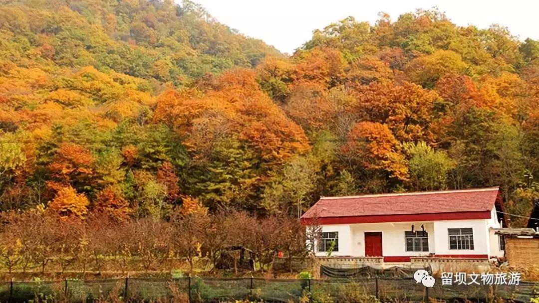 留坝县玉皇庙镇石窑坝村有一颗4000年的古银杏树,此树居全国古银杏第