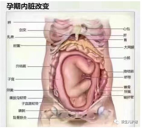 【蓝丝带】产后越来越胖,还漏尿,原来是因为你的盆骨.