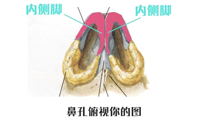 没有wifi的宝宝,羊给你准备了文字版哟~ 鼻子结构及大鼻头原因 "鼻翼