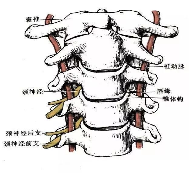 颈椎是人体的"生命线",治这些病,要先治颈椎病!