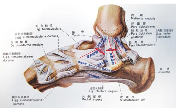 经常崴脚怎么办 踝部韧带损伤的功能性治疗与韧带重建