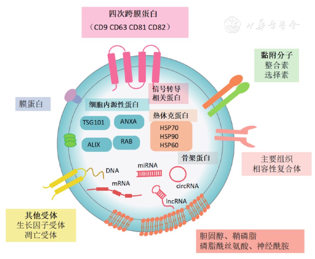 图1外泌体结构示意图当下外泌体研究中最棘手的问题之一是如何准确