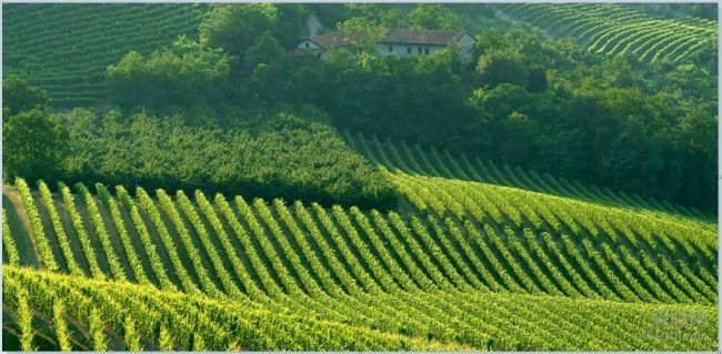 2017年度意大利葡萄酒企业实力排行榜:第90位