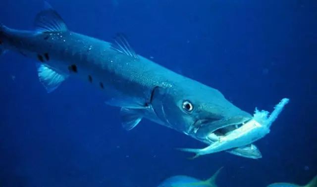 nemo父子小丑鱼原生于印度洋和太平洋较温暖的水中,包括大堡礁和红海