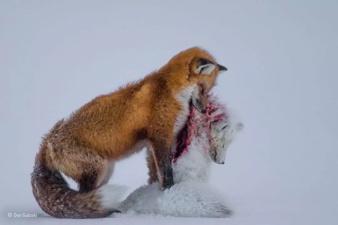 一幅反映赤狐捕食北极狐的照片,荣获了年度最佳野生生物摄影师大奖.
