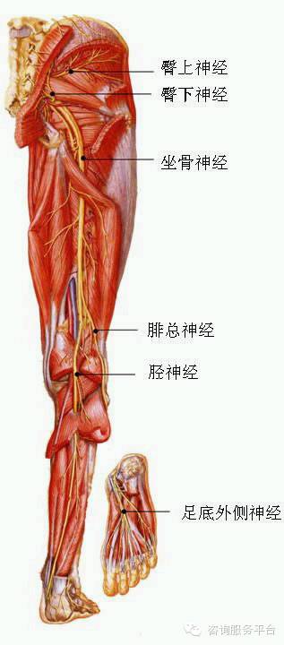 坐骨神经在到腘窝以前,分为胫神经和腓总神经,支配小腿及足的全部肌肉