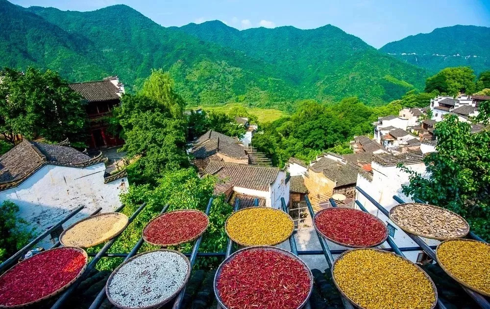 【秋韵黄山】夜宿宏村五星别墅,篁岭晒秋,塔川秋色 高铁纯玩3天