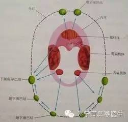 咽部黏膜下淋巴组织丰富,较大的淋巴组织团块呈环状排列,称为咽淋巴环