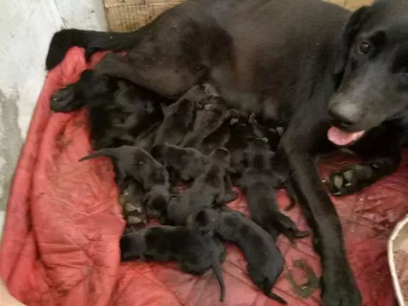 拉布拉多犬一胎生出了16只小狗崽子，数量之多，惊到了主人
