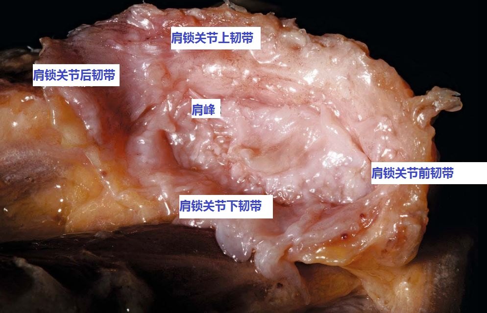 肩锁关节的关节囊肩锁关节韧带和有什么特点?