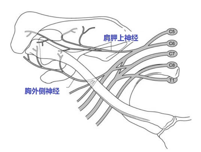 完整的喙锁韧带能够完全代偿肩锁关节囊的功能缺失么? 不能.