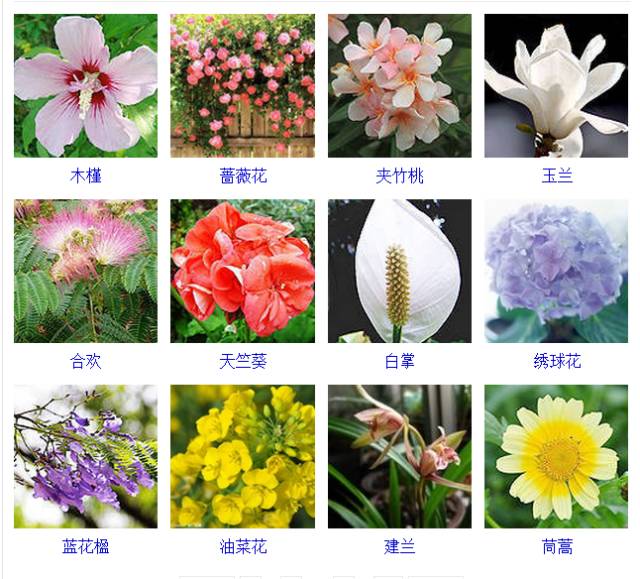 花的品种描写