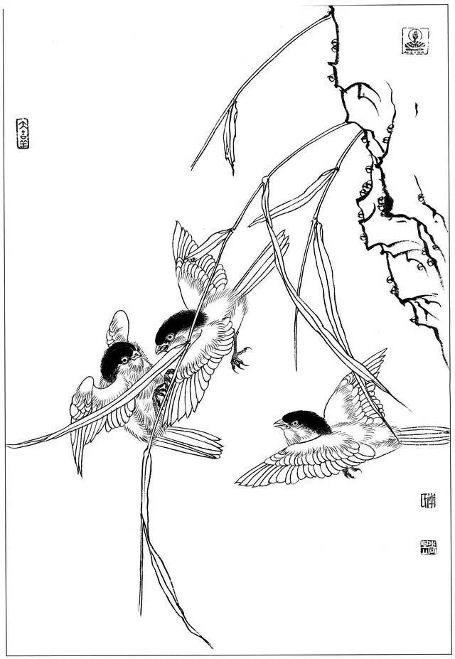 100副工笔禽鸟白描参考太有用了