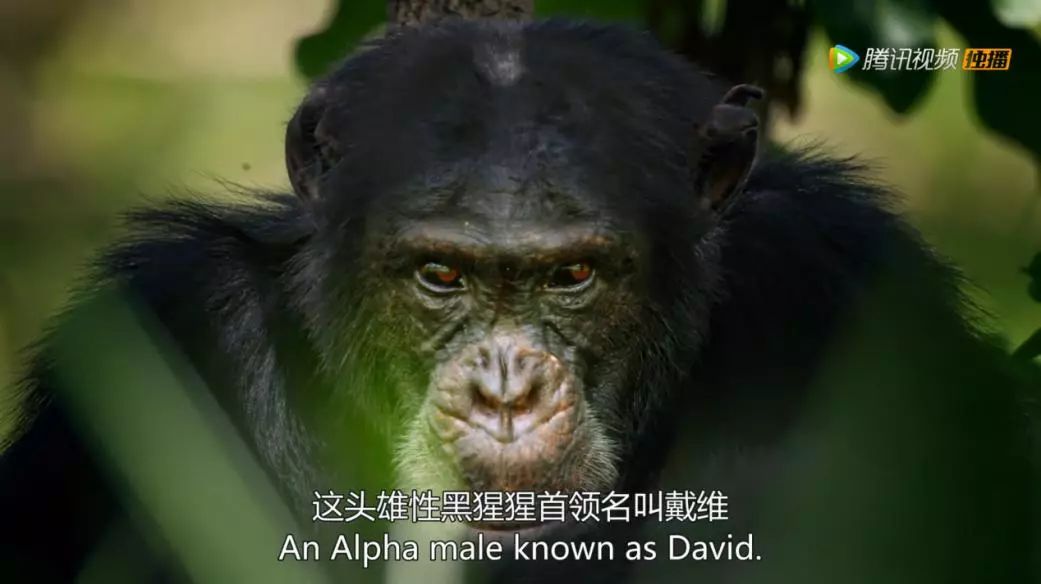 動物版「權力的遊戲」《王朝》騰訊視頻獨家上線 遊戲 第4張