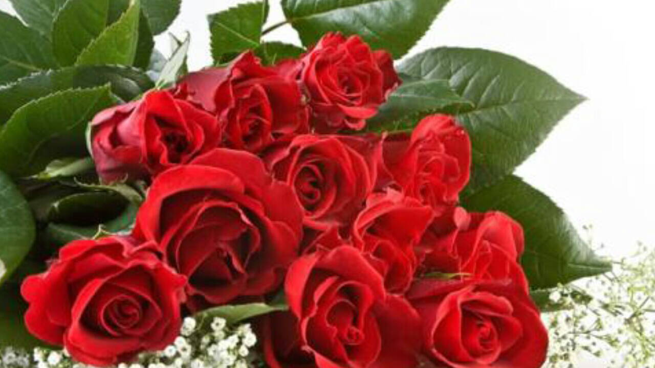 世上最美的玫瑰花,送给最美的你,祝你爱情甜蜜,永远像