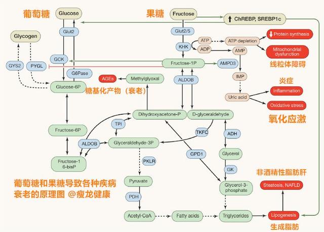 图过量的果糖摄入,可能导致一系列的代谢性疾病,比如说促进脂肪形成