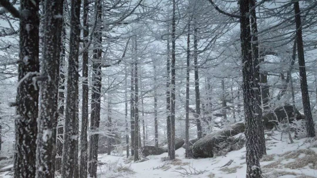 雪后的原始松林那么这个周末紧跟我们的步伐让我们一起去秦岭大山