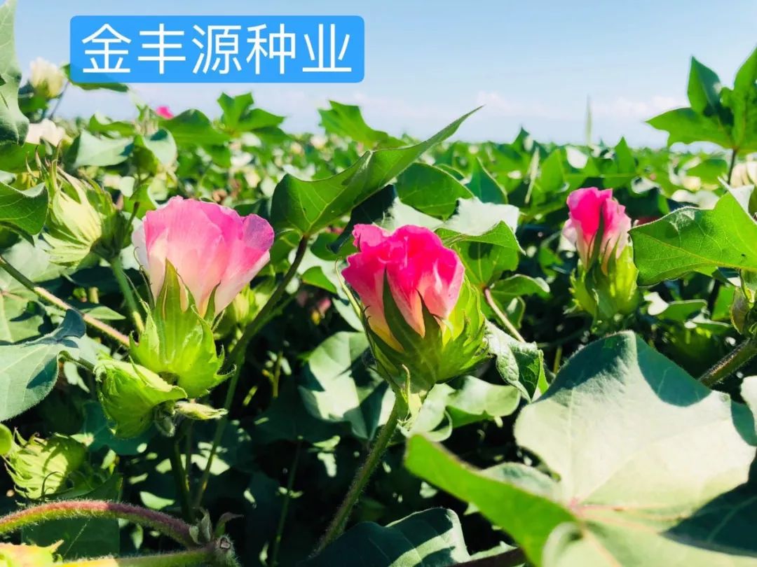 【金丰源 新陆早78号】来听听种植老板们是怎么评价的?