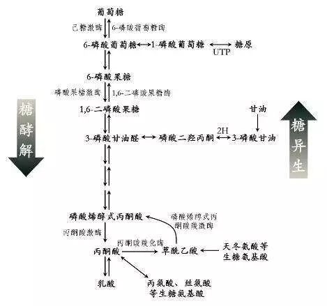 生物化学氨基酸口诀大法