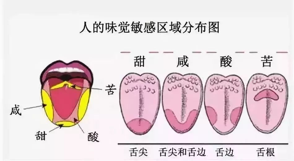 当溶解的食物进入小孔时,味觉细胞受刺激而兴奋,经神经传到大脑而产生