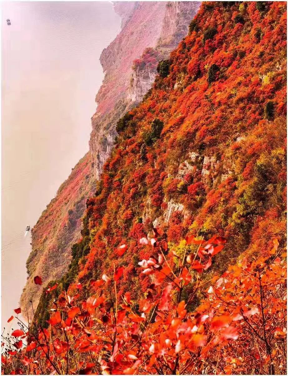 何志宏 神女景区北环线第一看点是巫峡 秋冬季节,巫山红叶傲寒绽放