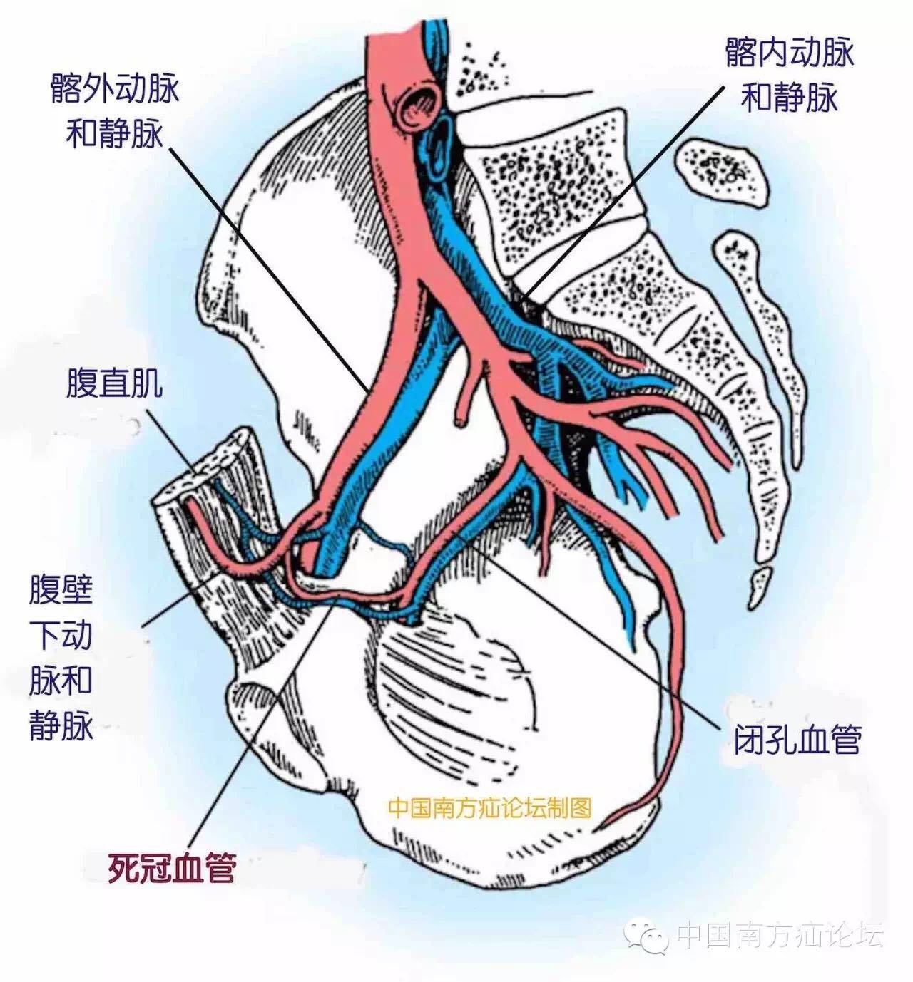 基础|腔镜下腹股沟解剖(三)危险与"坑" (转载)