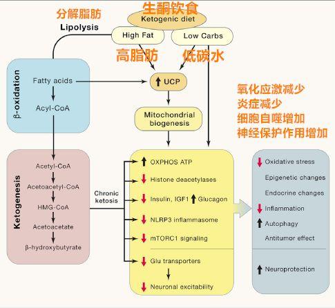 病毒减少人口_人口减少(2)