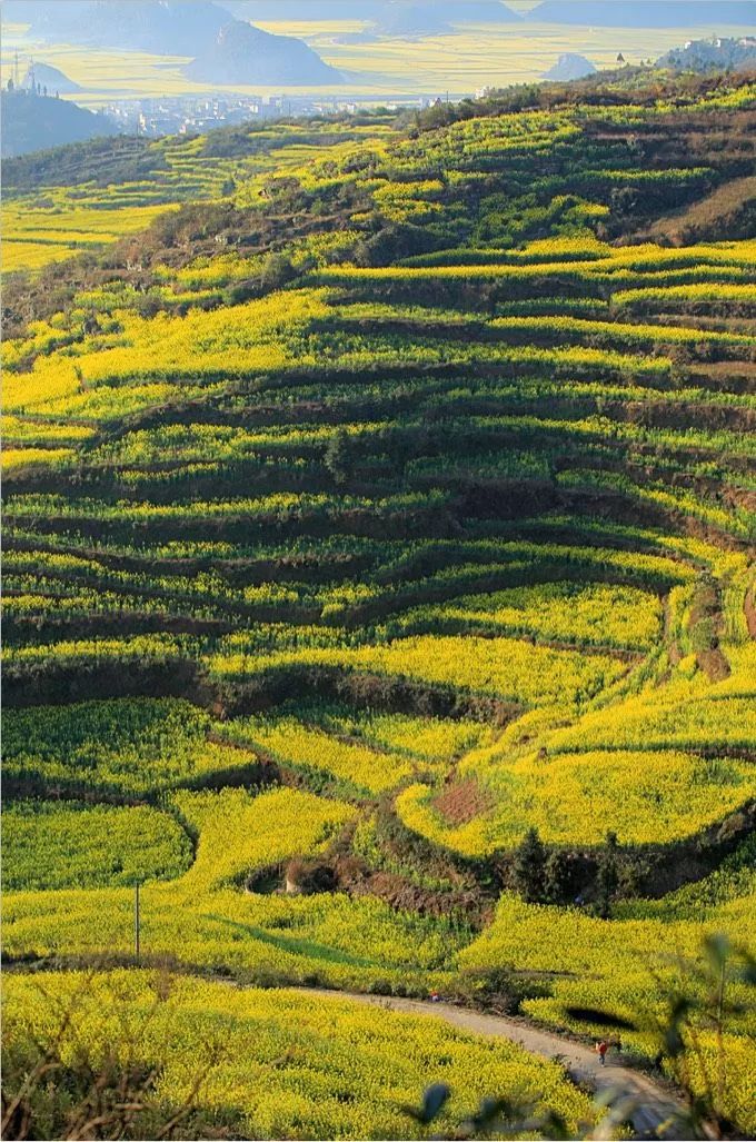 拥抱梯田上的油菜花海感受大自然的沧海桑田