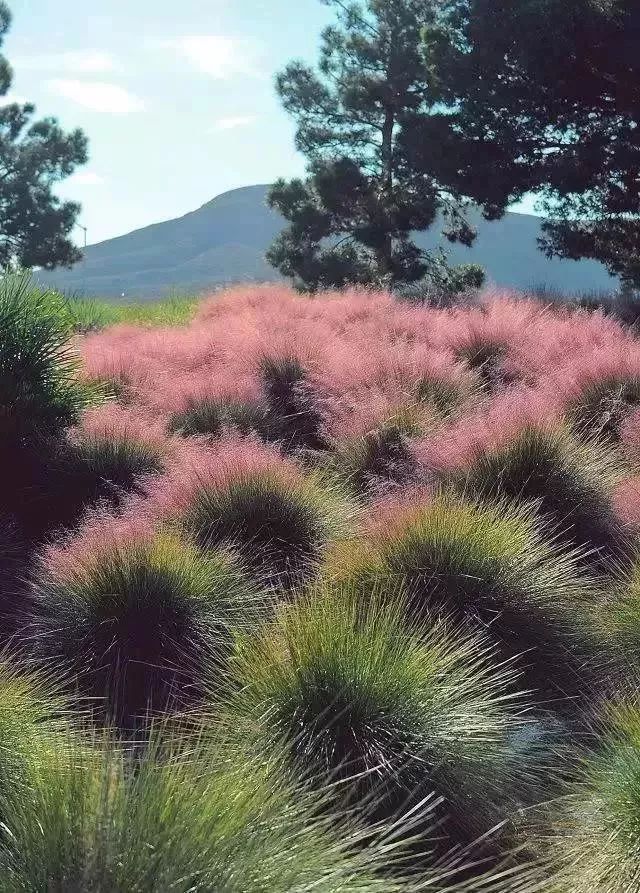 分享 这个季节,一起去看观赏草的"野趣"世界!