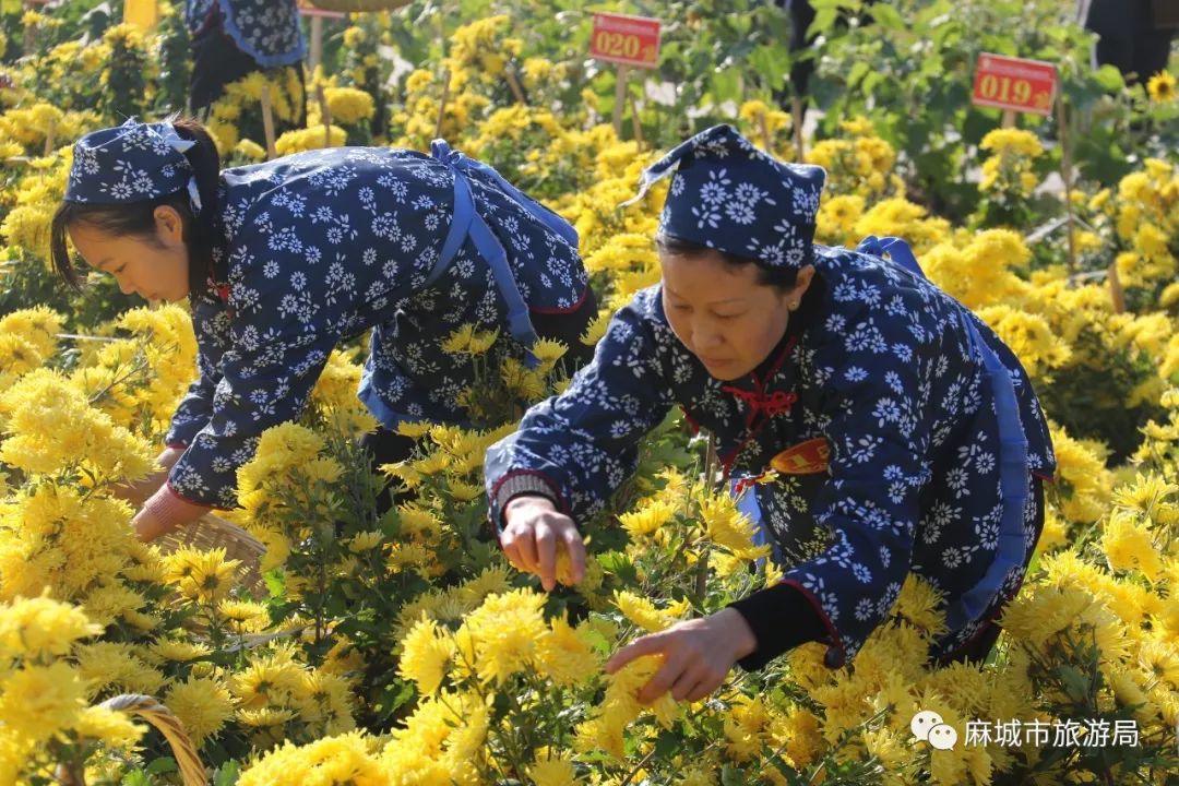 2018年菊花采摘技能竞赛 以赛事为媒 黄土岗镇菊香人家景区 福田河镇