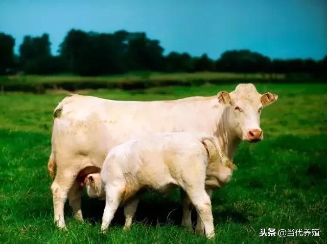 全世界最好的牛品种!