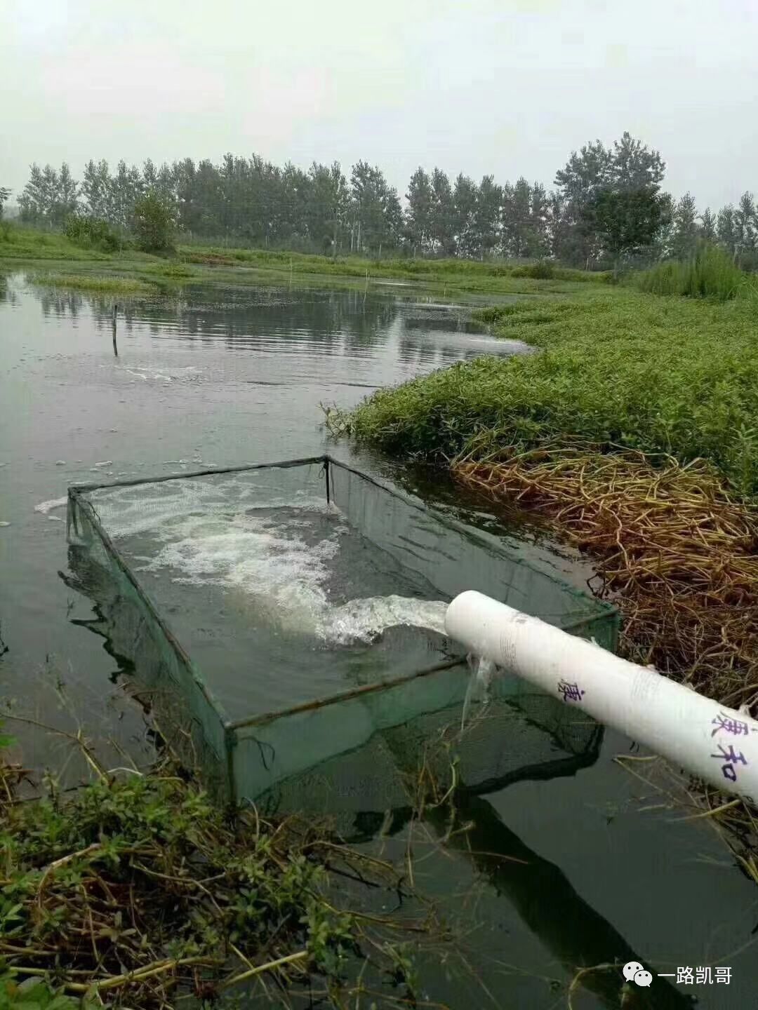 养龙虾的养殖户反馈到:我抽了一晚上的水,就在龙虾塘抓了十多斤泥鳅