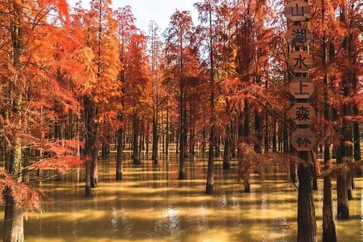 住进深秋的水上森林,可嗨可静,为您奉上油画般的时光.