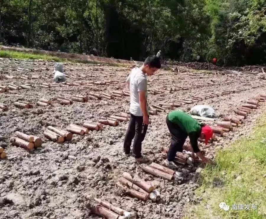 工人们在种植茯苓