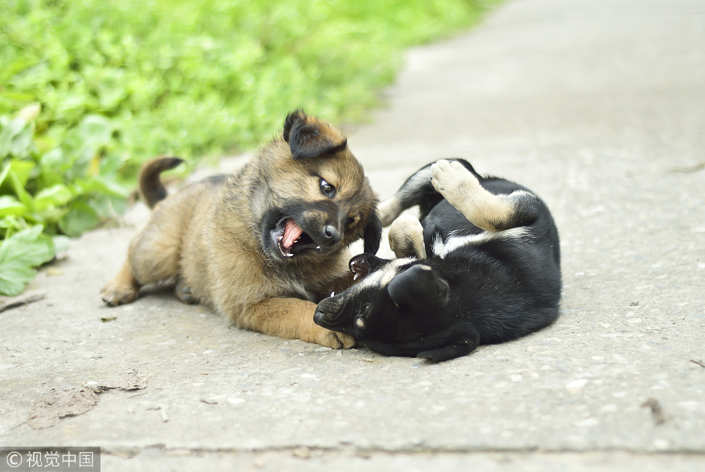 杭州大爷带中华田园犬办证被拒：属禁止饲养犬只