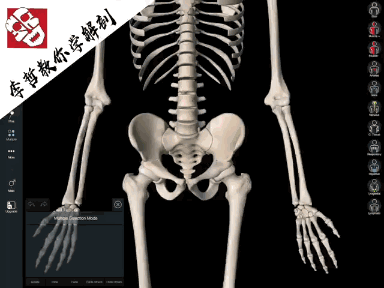 坐骨 耻骨 髂骨=髋骨(左右各一块) 骶骨 尾骨(如上图)