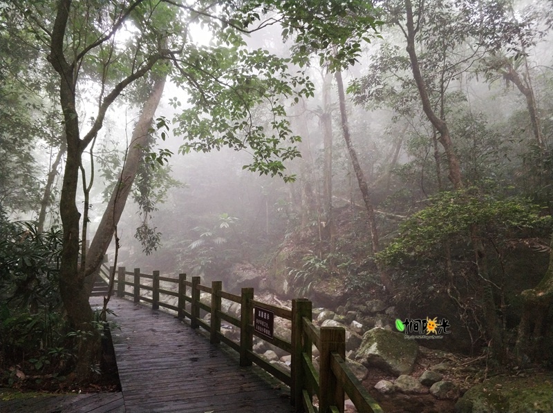 热带雨林中充满着湿润的水汽和充分的负氧离子,树木茂密盘根错节.