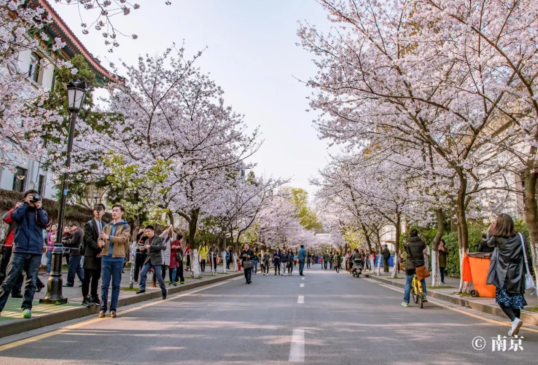 据悉,岸边还将种植樱花树,未来与鸡鸣寺樱花大道景观衔接,让南