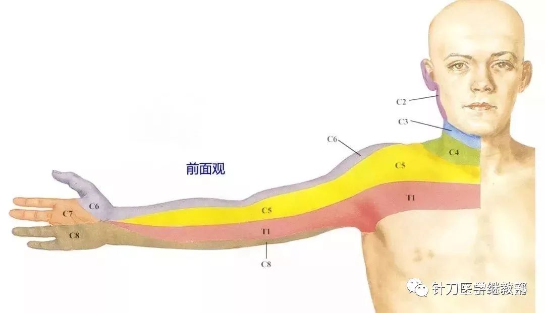 全身皮神经分布图|全身皮肤节段性神经支配