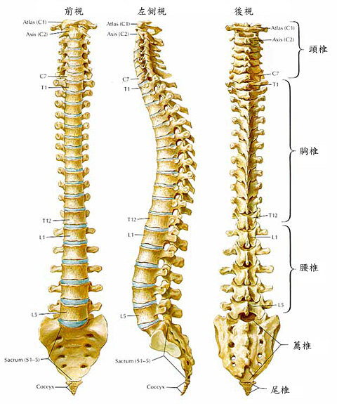 胸椎一共有12节椎骨,自上而下简称为t1~t12