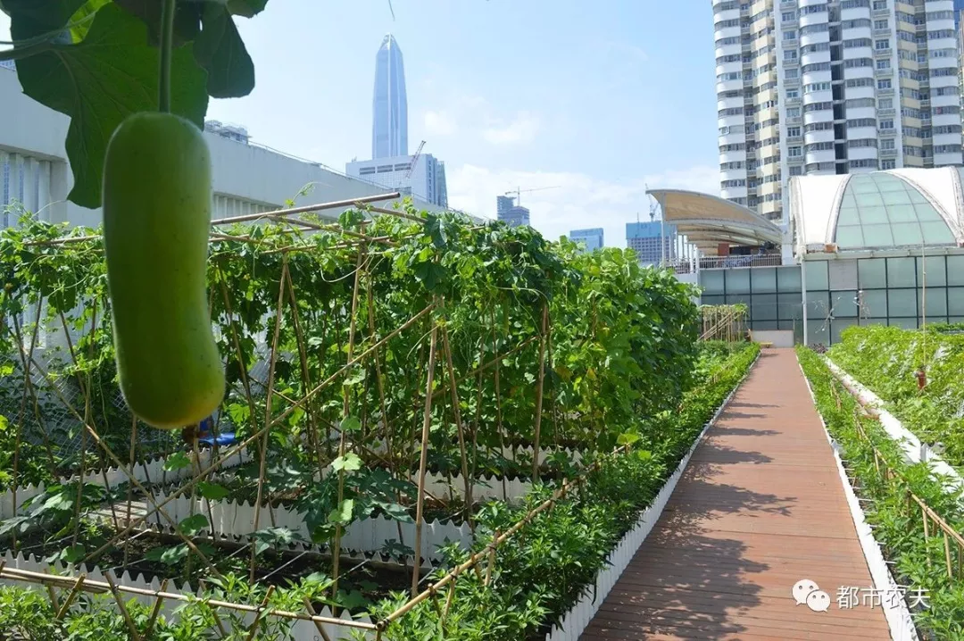 屋顶菜园有多美,庭院,别墅,洋房,民宿可互相借鉴