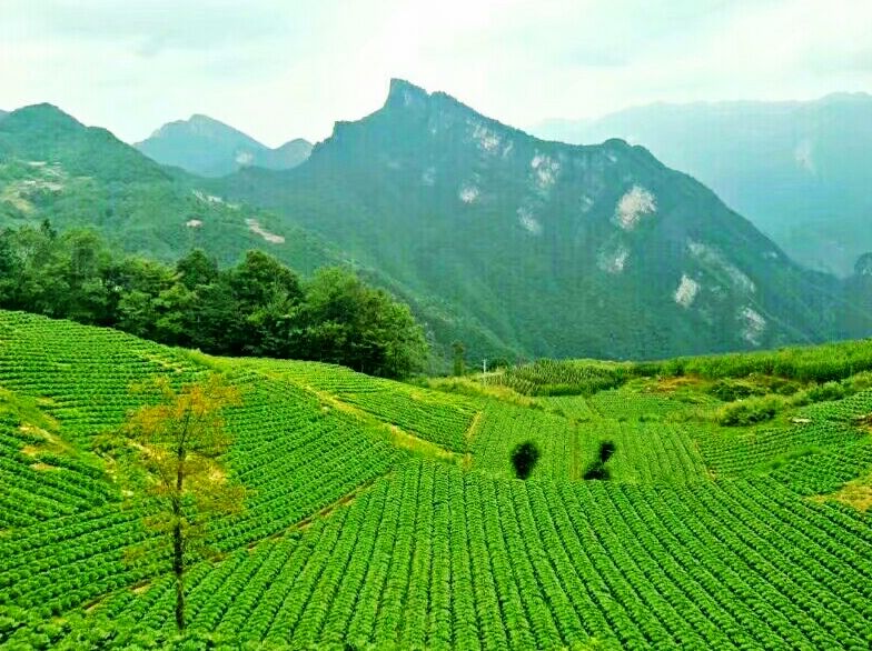 美文赏析 望云台百里荒原 峰入云端 雾绕翠峦 画里眠